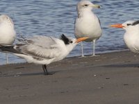 Royal Tern Video