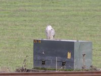 Snowy Owl Video