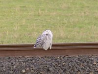 Snowy Owl Video