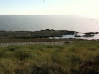 Black-browed Albatross Video