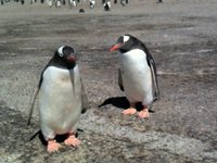 Gentoo Penguin Video