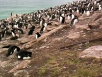 Rockhopper Penguin Video