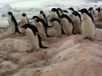 Adelie Penguin Video