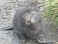 Antarctic Fur Seal Video