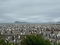 South Georgia Island Video