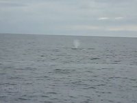 Fin Whale Video