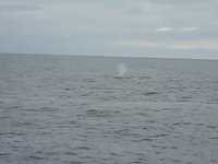 Fin Whale Video