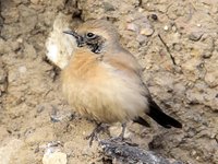 Desert Wheatear Video