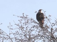 Crested Caracara Video