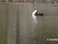 Arctic Loon Video