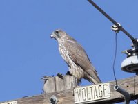 Gyrfalcon Video