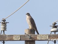 Gyrfalcon Video