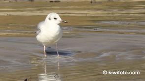 Bonaparte's Gull Video