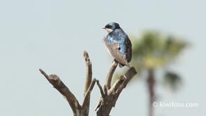 Tree Swallow Video