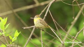 Palm Warbler Video