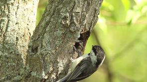 Black-capped Chickadee Video