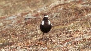 American Golden-Plover Video