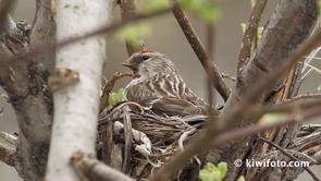 Common Redpoll Video