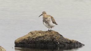 Rock Sandpiper Video