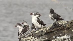 Least Auklet Video