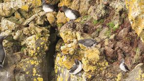 Parakeet Auklet Video