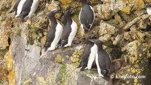 Thick-billed Murre Video