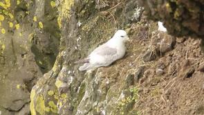 Northern Fulmar Video