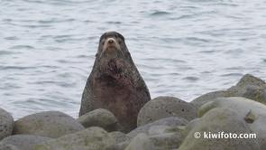 Northern Fur Seal Video