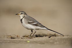 White Wagtail Video