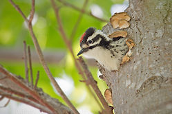 Nuttall's Woodpecker (chick) Video