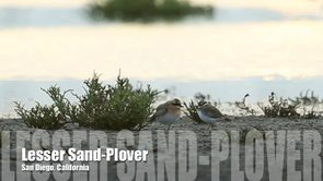 Lesser Sand-Plover Video