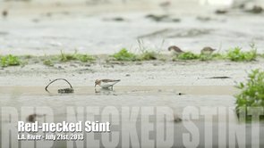 Red-necked Stint Video