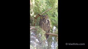 Great Horned Owl Video